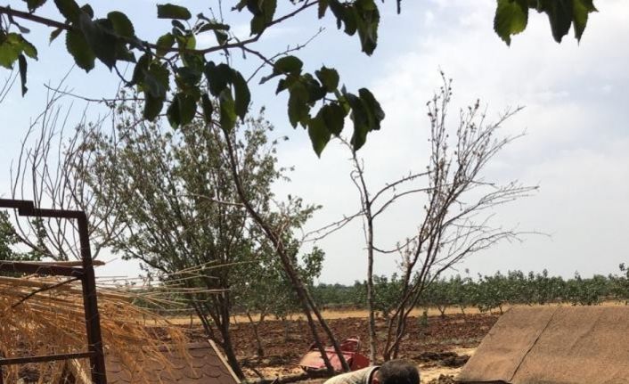 Kilis’te evcil hayvanlar a mikroçip takılıyor