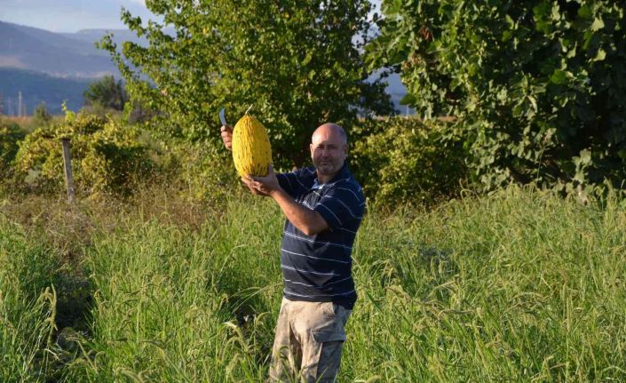 Kırkağaç kavununda ilk hasat