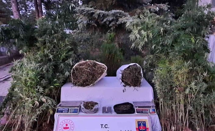 Kırklareli’nde 558 kök Hint keneviri ele geçirildi