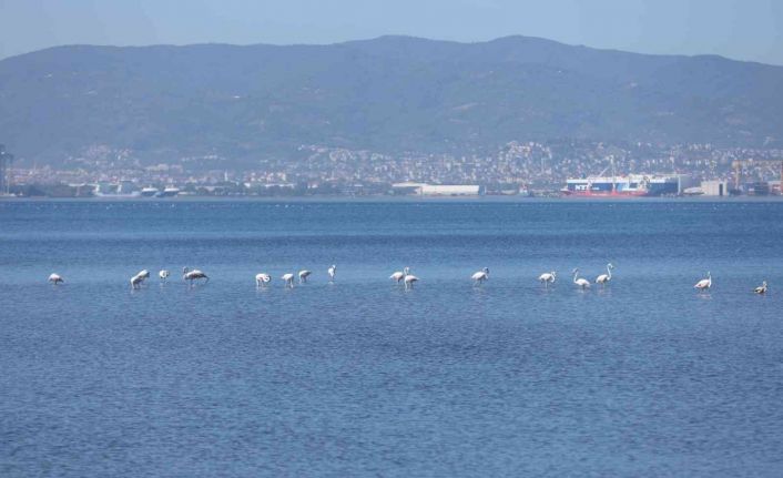 Kış mevsiminin keyfini sürmek için bu yıl da İzmit Körfezi’ne geldiler