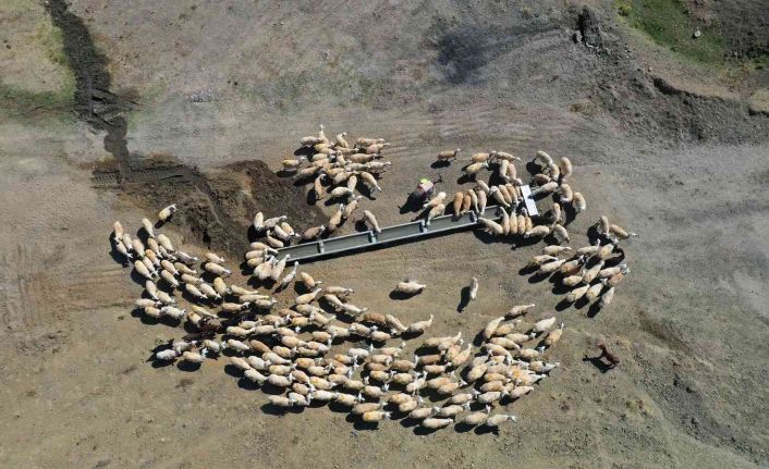 Konya Büyükşehir’in hazırladığı sıvatlar hayvanlar için can suyu oluyor