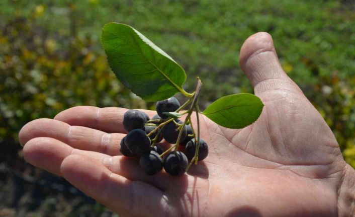 Köyceğiz’de Aronya hasadı gerçekleşti