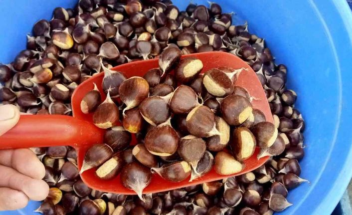 Köylülerin topladığı kestane tezgahlarda yerini aldı: Kilogramı 50 TL’den satılıyor