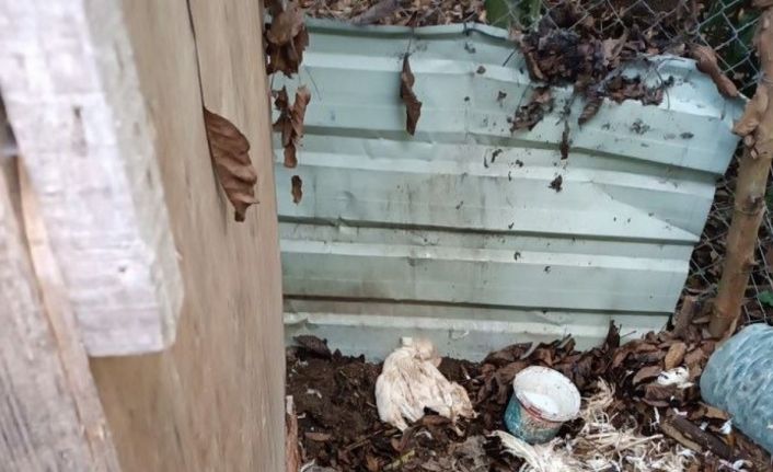 Kümese giren sokak köpekleri 11 tavuğu telef etti