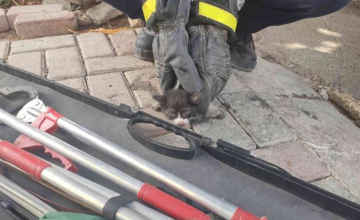 Kurtarıldıktan sonra ikinci kez motor kısmına giren kediyi itfaiye eri kurtardı