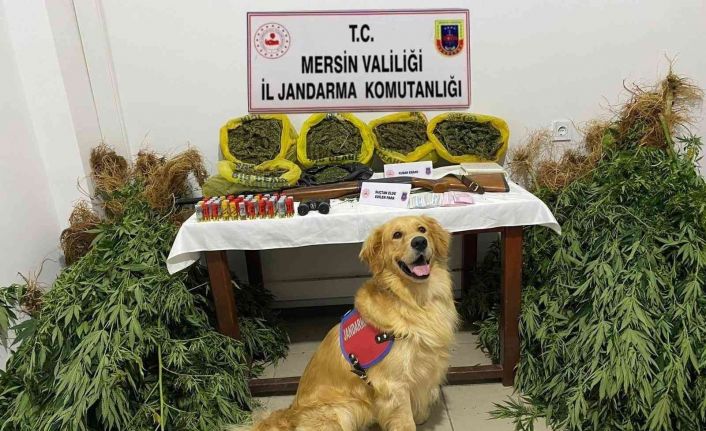 Mersin’de evlerinin bahçesinde uyuşturucu yetiştiren 2 şüpheli yakalandı