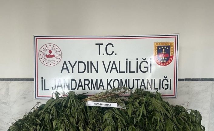 Orman içerisine ektiği kenevirleri sularken yakalandı