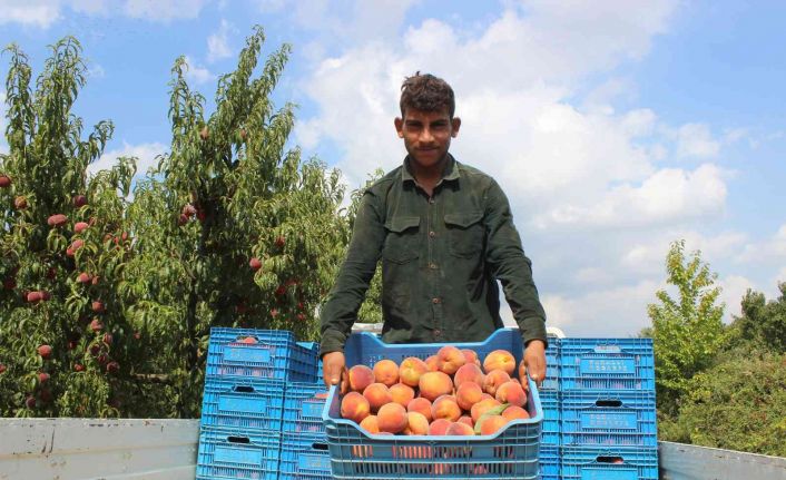 (ÖZEL) Bilecik bu yıl 36 bin ton şeftali ihraç etti