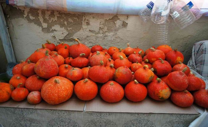 Sarıgöl’de ilk kez Japon kabağı yetiştirdi