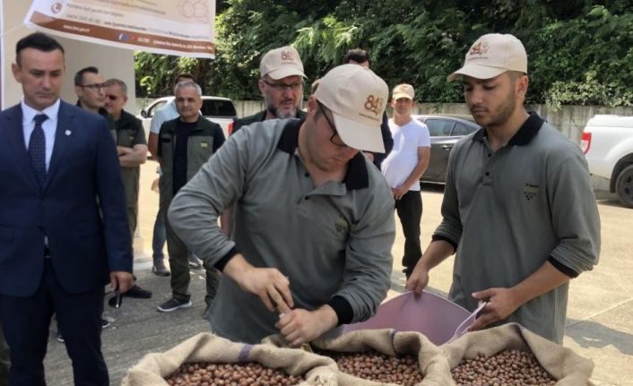 Serbest piyasada 46 lira olan fındığı randıman farkı ile TMO’ya 57.75 liradan sattı