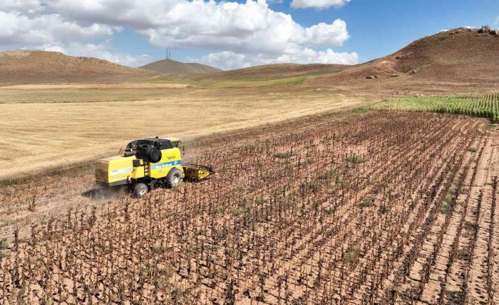 Sivas’ta yağlık ayçiçeği hasattı yapıldı, 15 bin ton ürün bekleniyor