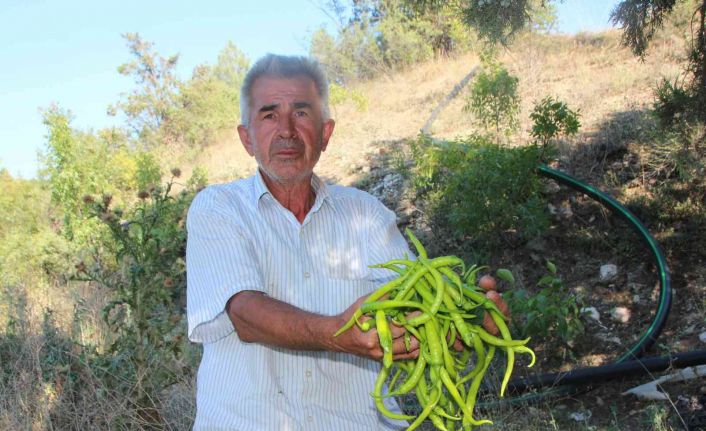 Sivri ve kıl biber üreticisi bu sene fiyatlardan memnun