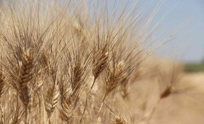 Tahıl ambarı Konya Ovası’nda beklenen rekolte artışı çıktı