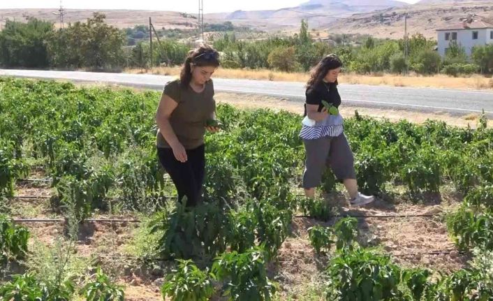Tarlasını yine vatandaşa açtı, marketin yarı fiyatına satışa başladı
