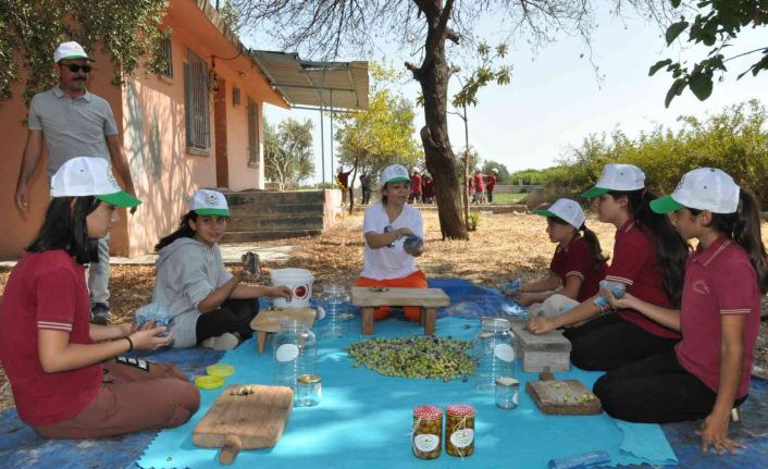 Topladıkları zeytinleri salamura yapan öğrenciler satıp okullarına katkı sunacak