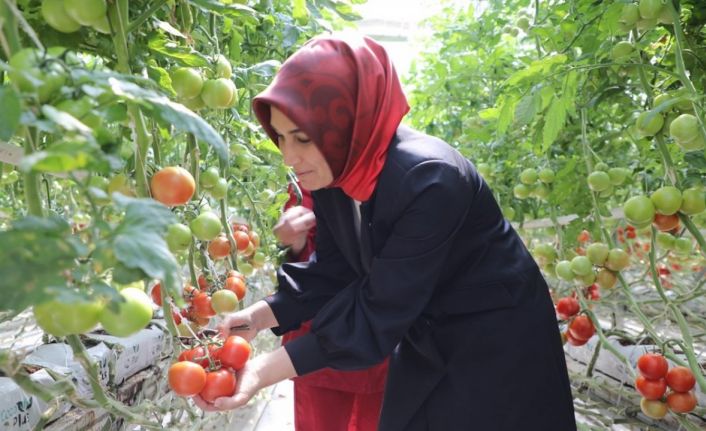 Vali jeotermal kaynak su ile üretim yapan domates serasında hasat yaptı