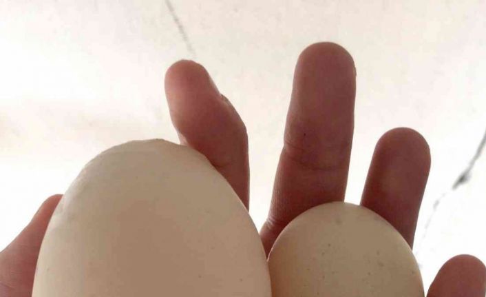 Yumurta içinden yumurta çıktı