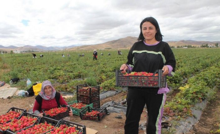 Ziraat mühendisiyken öğrendiği tekniklerle Bayburt’ta çilek yetiştiricisi oldu siparişlere yetişemiyor