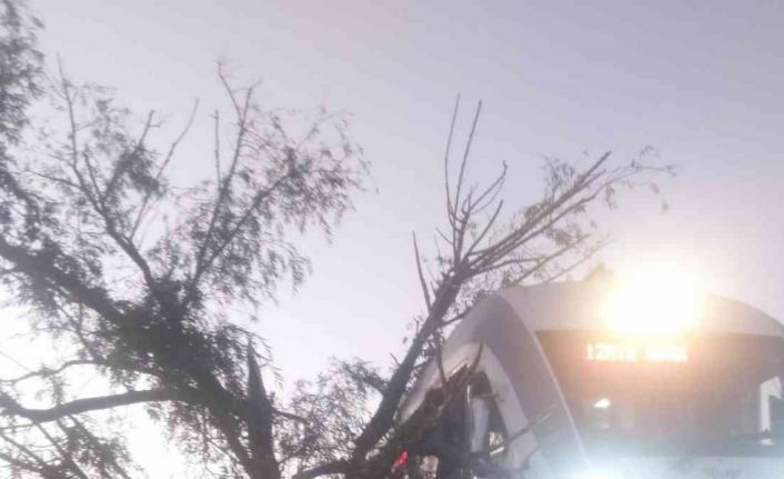 Alaşehir’de tren raylarına ağaç devrildi