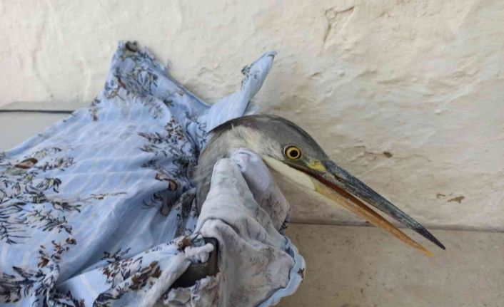 Avcıların vurduğu turnaya mahalleli sahip çıktı