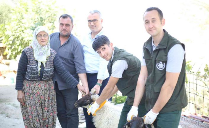 Aydın Büyükşehir Belediyesi Çine Çaparı ve Sakız Koçu dağıtımına devam ediyor