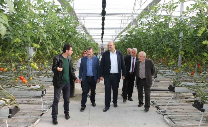 Aziziye’nin domates seralarına ESTP ziyareti