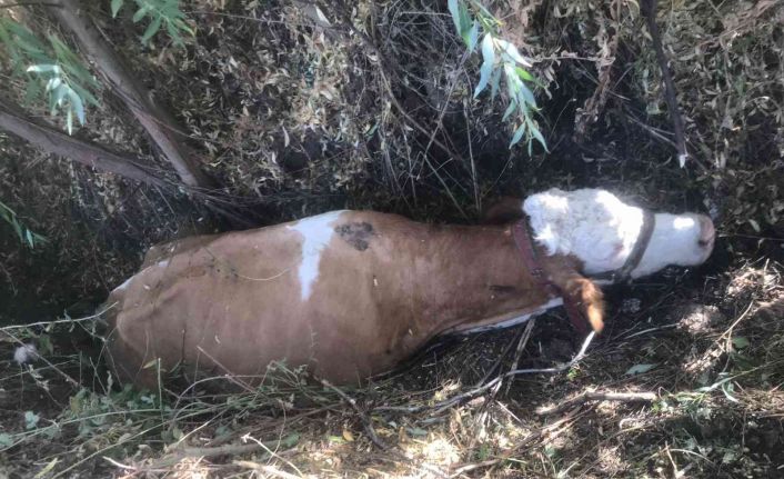 Bataklığa saplanan inek kurtarıldı