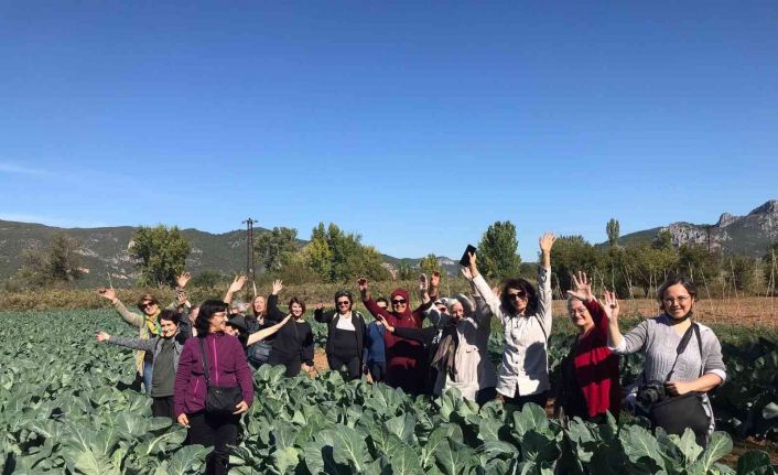 Bilecik’te bu yıl ayva hasadının 7 bin ton olması bekleniyor