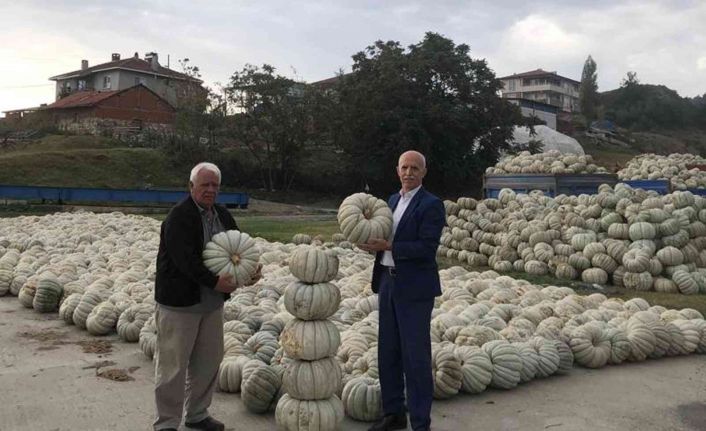 Bilecik’te kışlık kabakların hasadı yapıldı