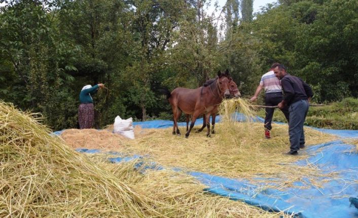 Bitlis’te geleneksel yöntemlerle pirinç hasadı yapılıyor