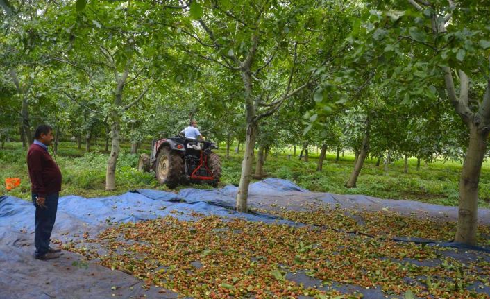 Bu ilçede dağ taş ceviz