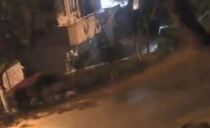 Bursa’da aç kalan domuzlar şehre indi