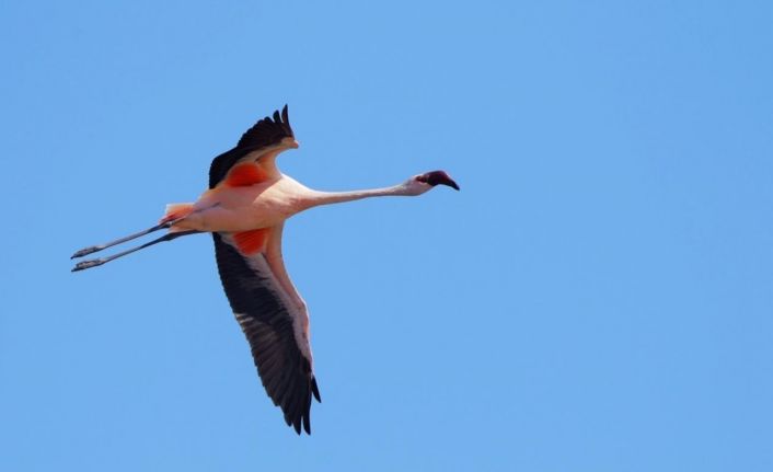 Çevre, Şehircilik ve İklim Değişikliği Bakanı Kurum: "Çok şükür aldığımız tedbirler sonuç verdi"