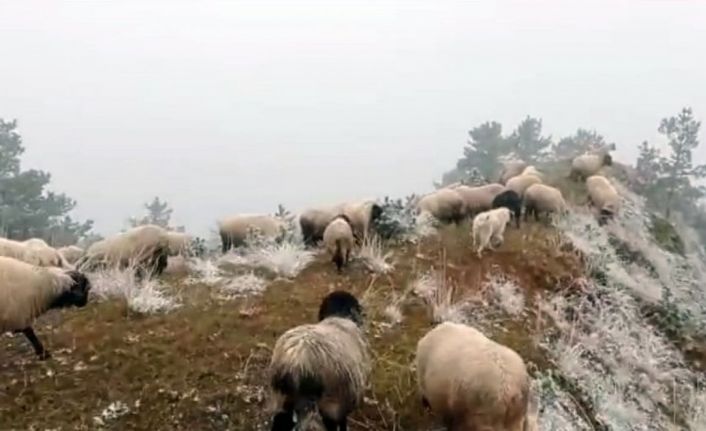 Çobanların kar altında zorlu mesaisi