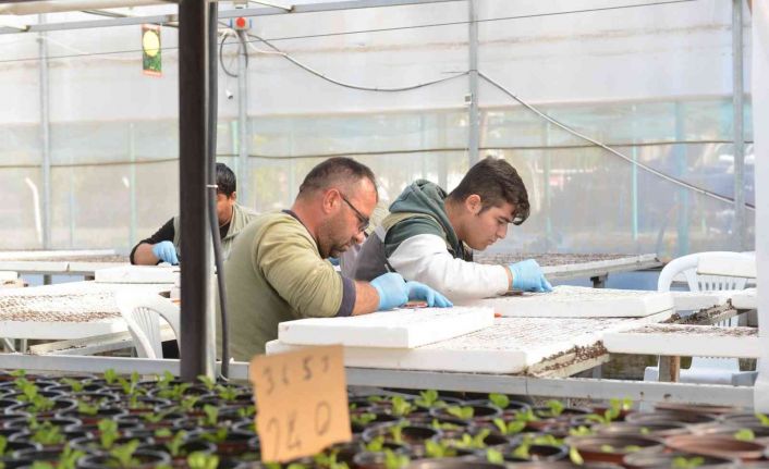 Çorum’da belediye, 45 bin kış çiçeğini toprakla buluşturacak
