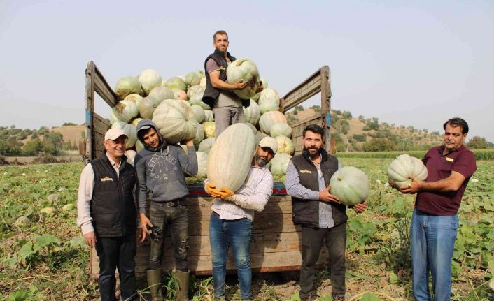 Damakları tatlandıran balkabağının tarladan sofraya yolculuğu başladı