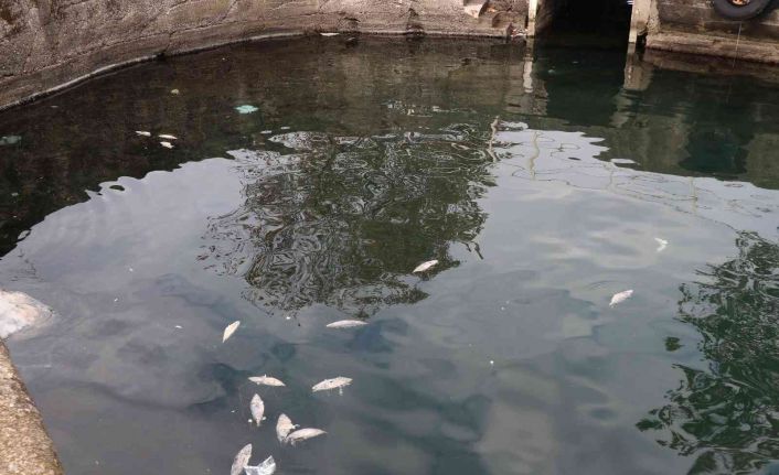 Denize dökülen balıklar tedirginliğe yol açtı
