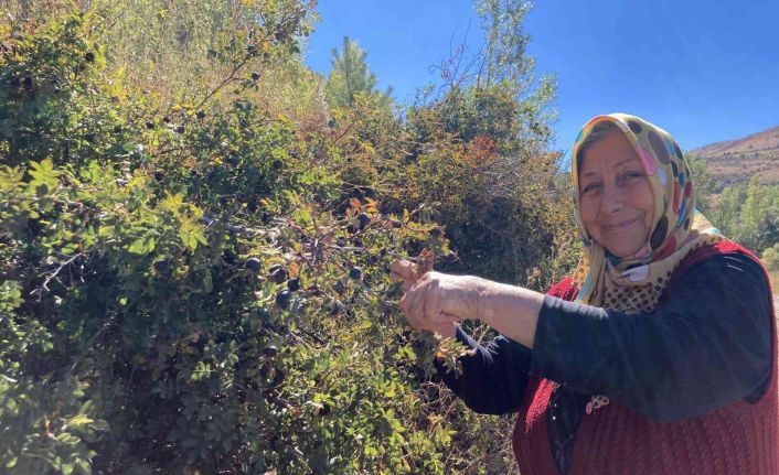Dikenli dallara aldırış etmeden şeker hastası eşi için koyungözü meyvesi topluyor