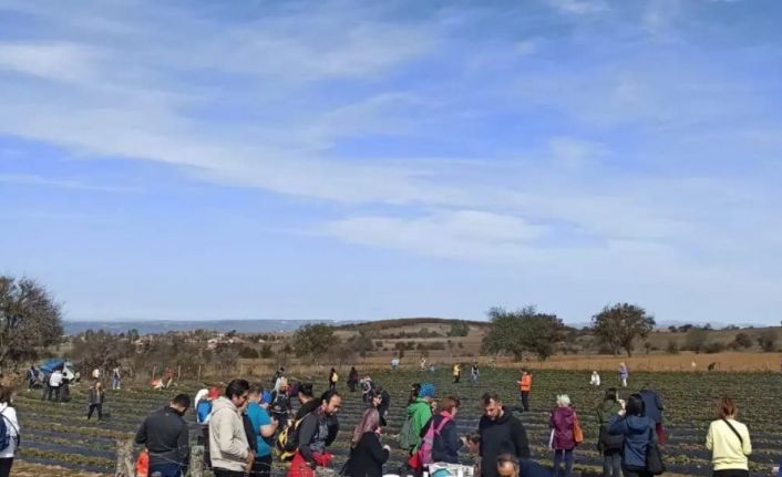 Doğa yürüyüşü etkinliğinde sağlıklı bir gün geçirirken çilek toplama fırsatı da buldular
