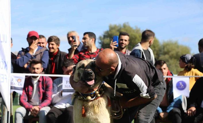 Doğu Karadeniz’in ilk Türk Çoban, Av ve Bekçi Köpekleri Irk Standartları Yarışması Gümüşhane’de düzenlendi