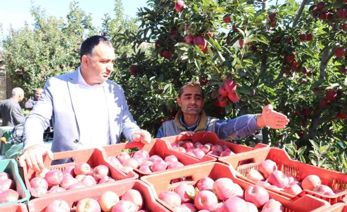 Eğirdir’de 61 bin dekarlık elma bahçesinden 400 bin ton rekolte bekleniyor