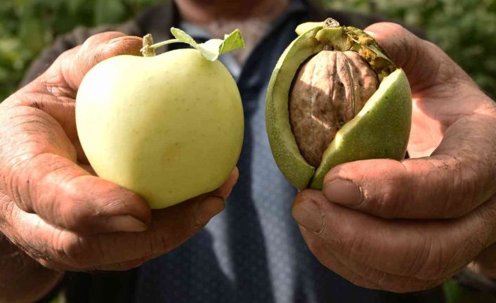 Elma büyüklüğündeki cevizler şaşırtıyor