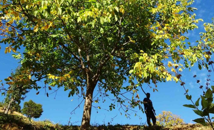 Erzincan’ın Sancak kenti Kemah: 32 bin ceviz ağacı yetiştiriciliği ile ekonomiye katkı sağlıyor