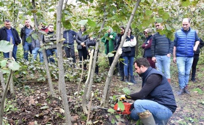 Fındıkta doğru budama verim ve kaliteyi artırıyor
