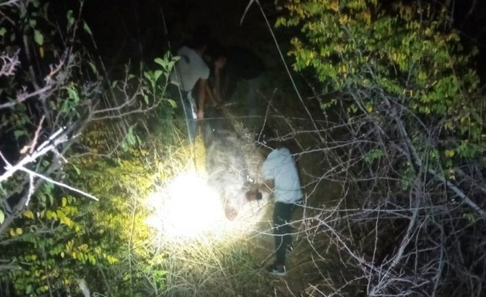 Gercüş’te domuzlar bağ ve bahçelere dadandı