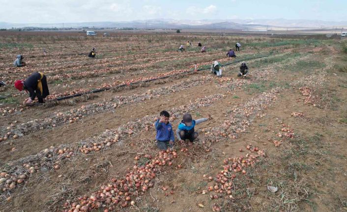Hasadı yapılan kışlık soğan sofralara gönderilmek için hazırlanıyor
