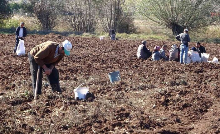 Hasat sonrası akına uğradı, kışlık patates ihtiyaçlarını ücretsiz elde ettiler