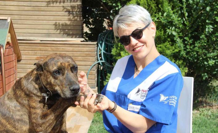 Hayvanseverlerden canlı hayvanların internetten katalogla satılmasına tepki