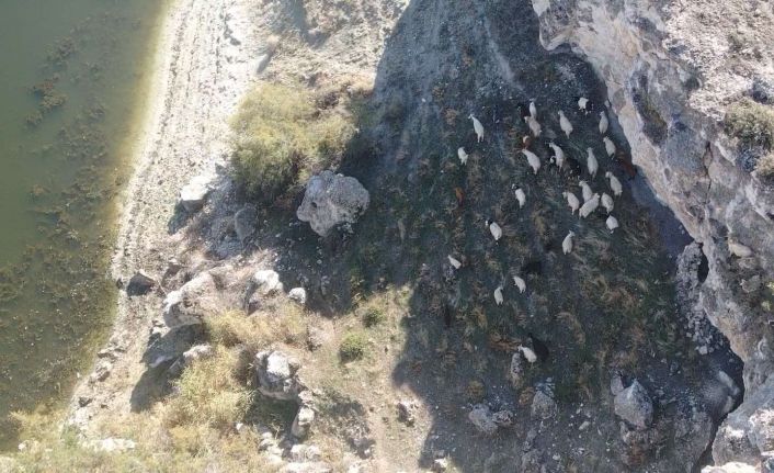 Kaybolan 45 adet küçükbaş hayvan jandarma ekiplerince bulundu