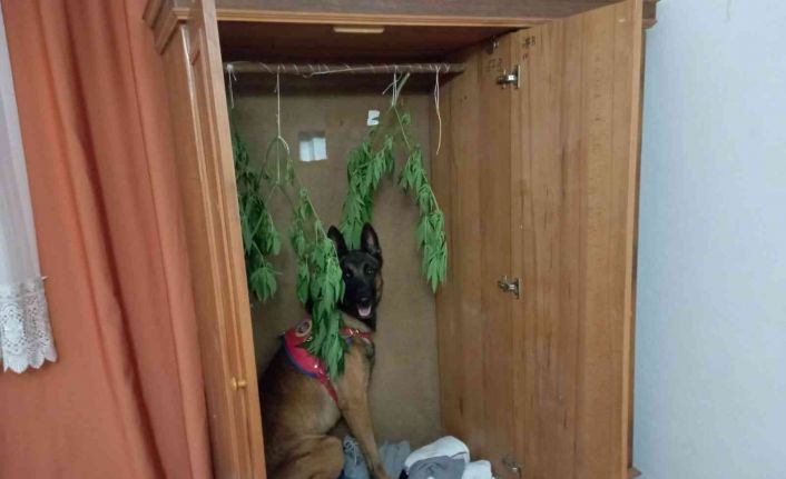 Kenevir bitkisini kıyafet gibi dolabına astı ama yine de jandarmadan kaçamadı